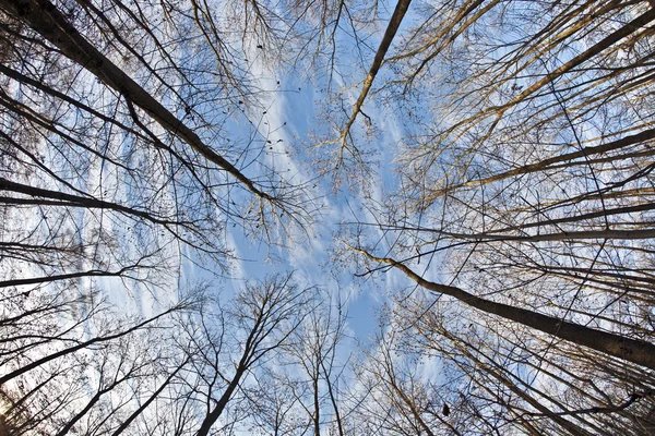 Corona de árboles con cielo azul — Foto de Stock