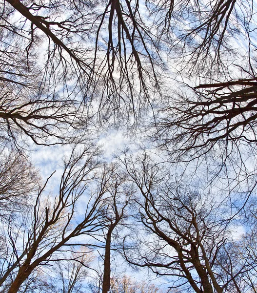 Mavi gökyüzü ile ağaçların taç — Stok fotoğraf
