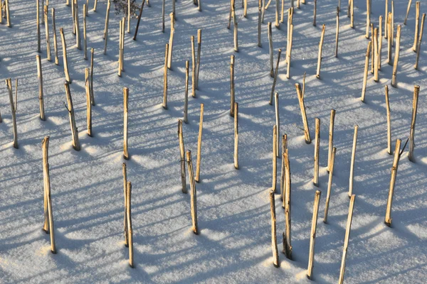 Kar kaplı alanda halm gölgesi — Stok fotoğraf