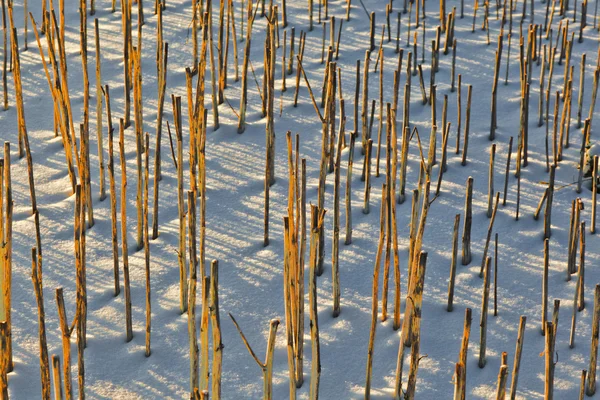 Stín halm na sněhu krytá pole — Stock fotografie