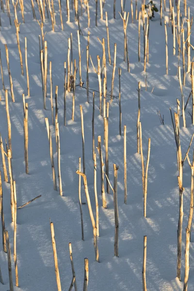Sombra de halm en el campo cubierto de nieve —  Fotos de Stock