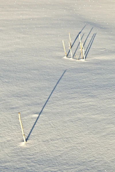 在雪上的茎的阴影覆盖字段 — 图库照片