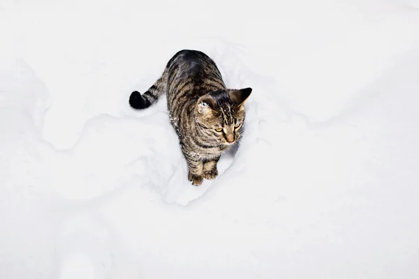 Cute cat strolling in snow in the garden — Stock Photo, Image