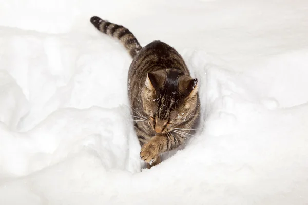 Carino gatto passeggiare nella neve in giardino — Foto Stock