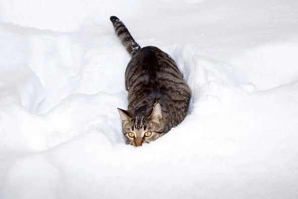 Милая кошка, прогуливающаяся по снегу в саду — стоковое фото