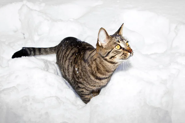 Милая кошка, прогуливающаяся по снегу в саду — стоковое фото