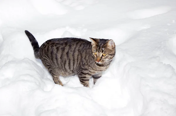 Chat mignon se promenant dans la neige dans le jardin — Photo