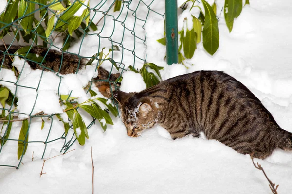 Lindo gato paseando en la nieve en el jardín — Foto de Stock