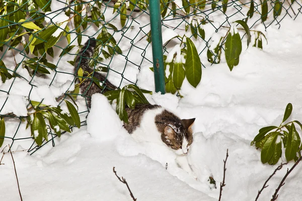 Cute cat strolling in snow in the garden — Stock Photo, Image