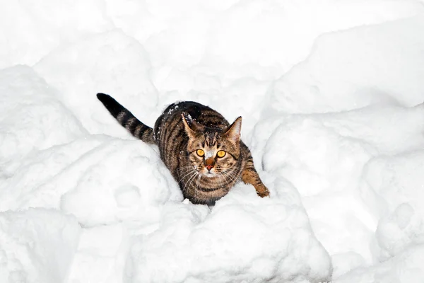 Söt katt strosa i snö i trädgården — Stockfoto