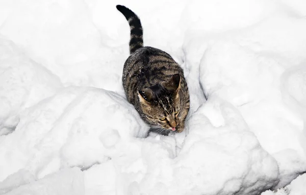 Cute cat strolling in snow in the garden