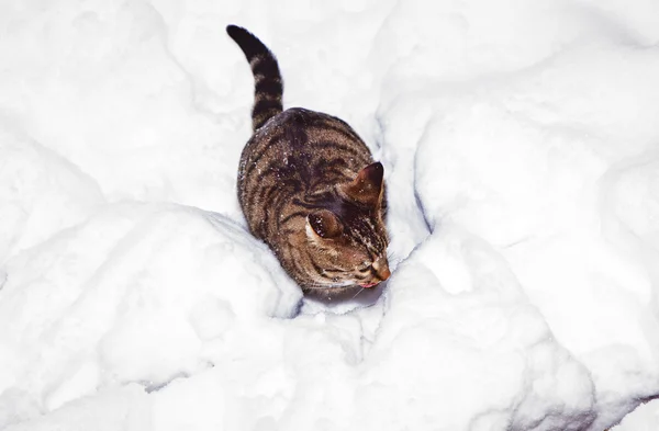 漫步在花园里雪可爱猫咪 — 图库照片