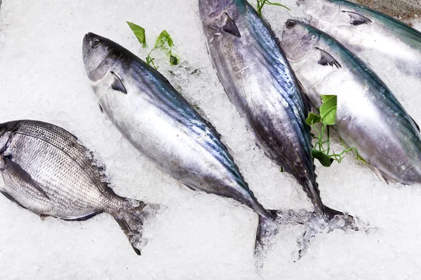 Peixe fresco no gelo para venda no mercado — Fotografia de Stock
