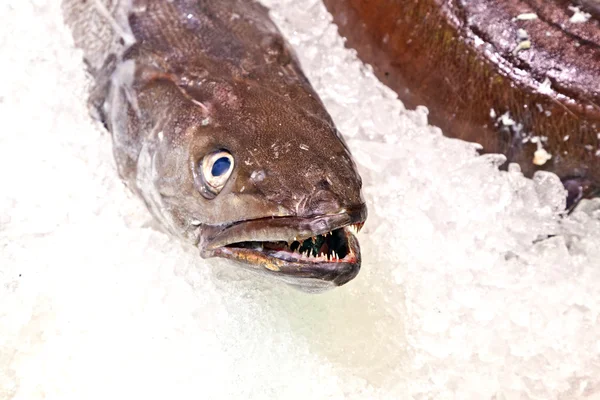 stock image Fresh fish on ice for selling at the market