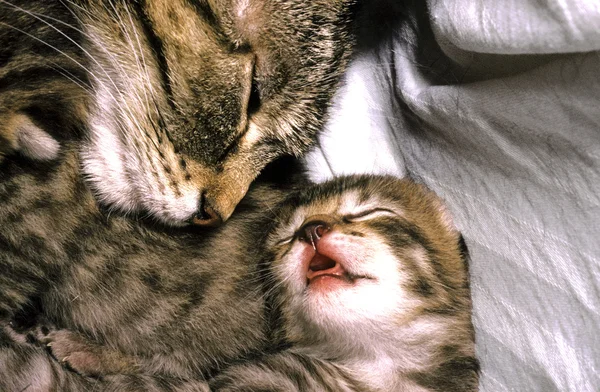 Χαριτωμένο μητέρα γάτα με τα μωρά της — Φωτογραφία Αρχείου