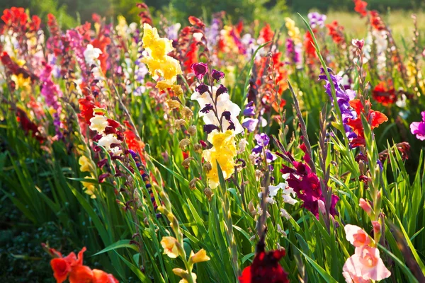 Piękne kwiaty na łące — Zdjęcie stockowe