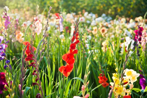 Красивые цветы на лугу — стоковое фото
