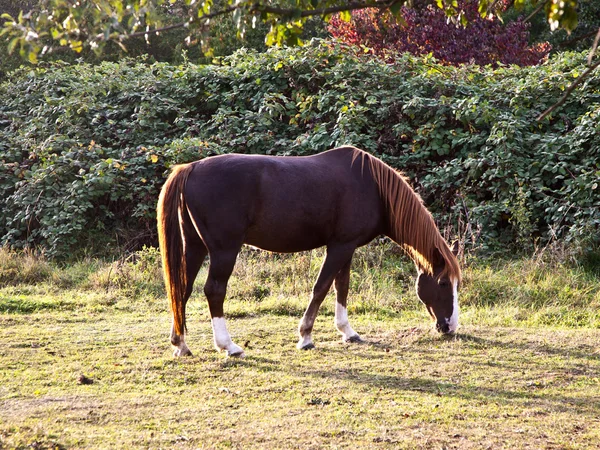 Häst på ängen — Stockfoto