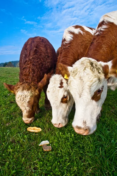 Vänliga cattles på gröna granzing mark är trogna — Stockfoto