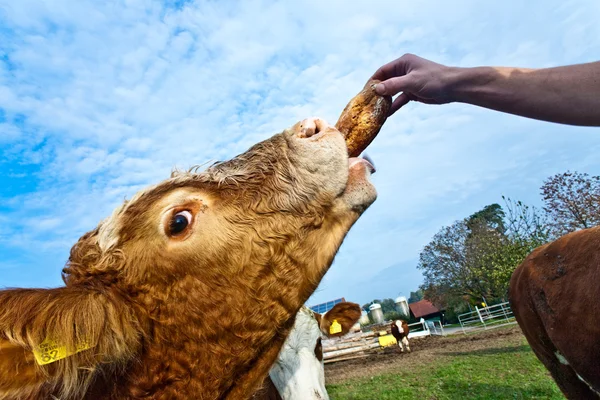 Friendly cattles on green granzing land are trusty — Stock Photo, Image