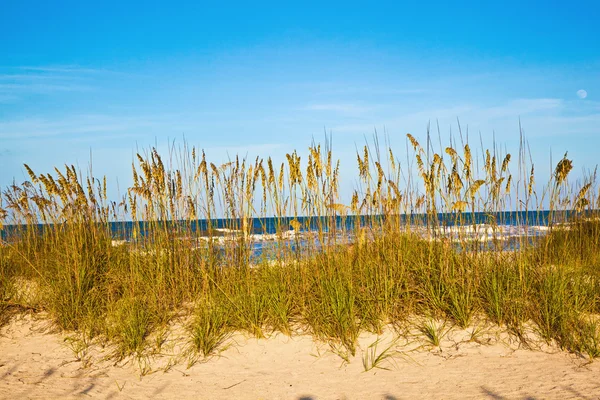 푸른 하늘 가진 모래 언덕에 있는 해변에 잔디 — 스톡 사진