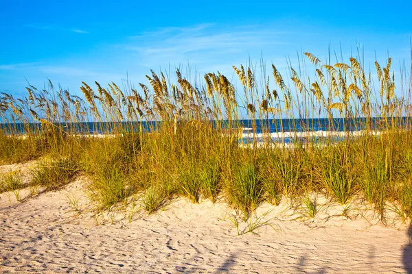 Grama na praia na duna com céu azul — Fotografia de Stock
