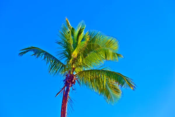 Crown of palm tree — Stock Photo, Image