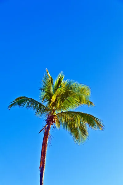 Kronan av palm tree — Stockfoto