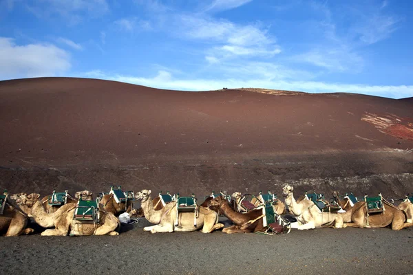 Camellos en el Parque Nacional de Lanzarote — Foto de Stock