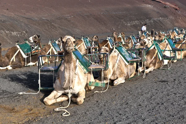 Kamelen in het nationaal park in lanzarote — Stockfoto