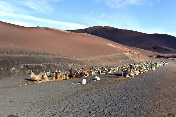 Cammelli nel parco nazionale di Lanzarote — Foto Stock