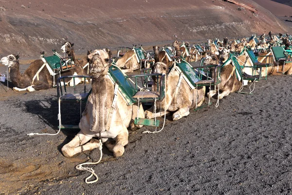 骆驼在国家公园在兰萨罗特岛 — 图库照片