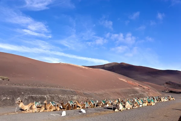 Kamelen in het nationaal park in lanzarote — Stockfoto