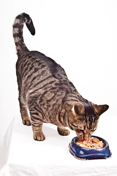 Πεινασμένη γάτα τρώει — Φωτογραφία Αρχείου