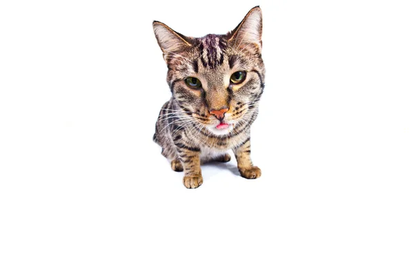 Hladová kočka jídlo — Stock fotografie