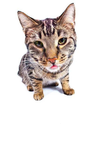 Aç kedi yemek — Stok fotoğraf