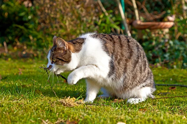 Gato bonito gosta do jardim — Fotografia de Stock