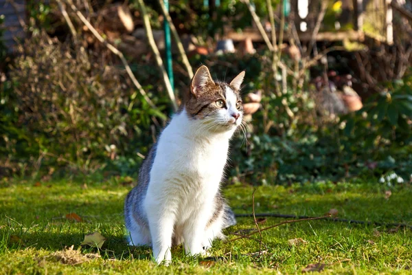 Süße Katze genießt den Garten — Stockfoto