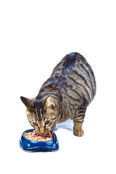 Hladová kočka jíst z misky jídlo — Stock fotografie