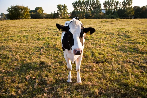 Mucche, "Holsteiner Kuehe" pascolano e sembrano stupiti — Foto Stock