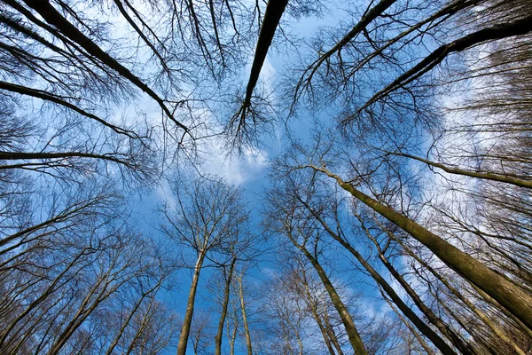 Våren träd kronor på djupblå himmel — Stockfoto