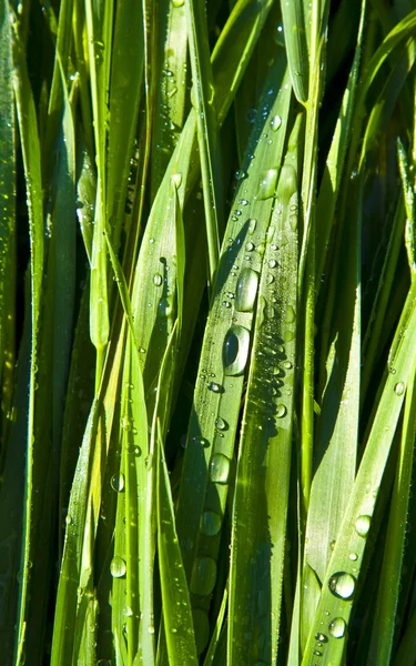 Green wheat grass with dewdrops in the morning — Stock Photo, Image