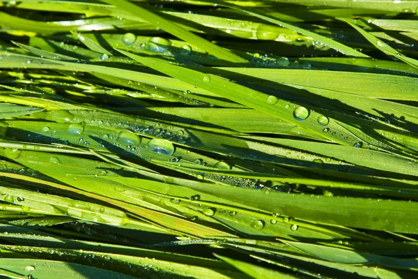 Green wheat grass with dewdrops in the morning — Stock Photo, Image