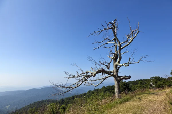 Belle vue sur la populaire montagne Blue Ridge — Photo