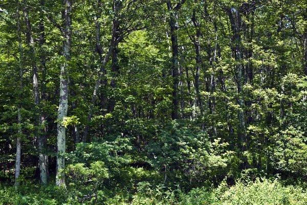 Bellissimi alberi nella fitta foresta nel popolare Blue Ridge Mount — Foto Stock