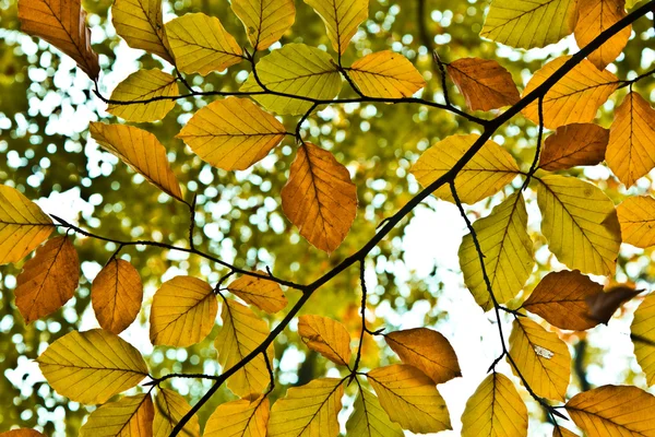 Háttér csoport őszi levelek, a vénasszonyok nyara — Stock Fotó