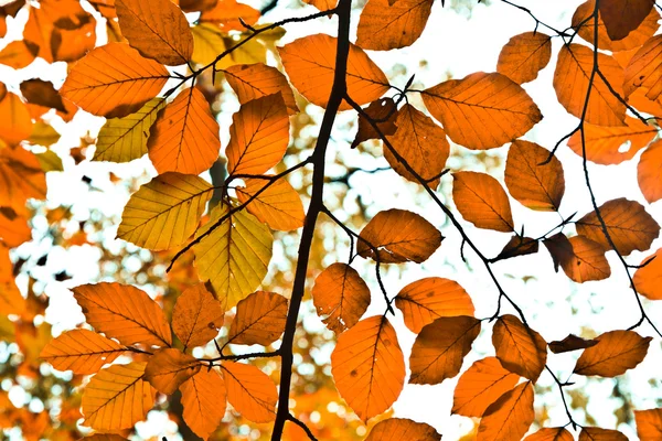 Grupo de fondo hojas de color naranja otoño. Exterior —  Fotos de Stock