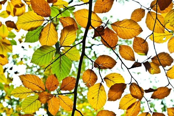 Grupo de fundo folhas de outono no verão indiano — Fotografia de Stock