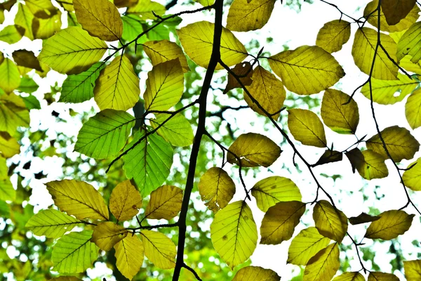 Hintergrund Gruppe Herbst Blätter im indischen Sommer — Stockfoto