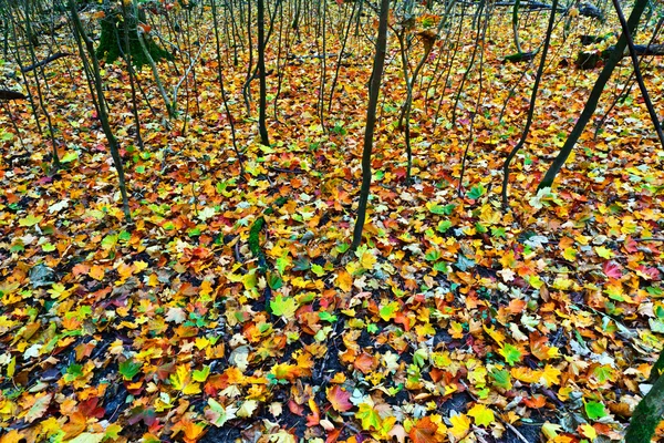 Фонова група осінньо-помаранчевого листя. На відкритому повітрі — стокове фото
